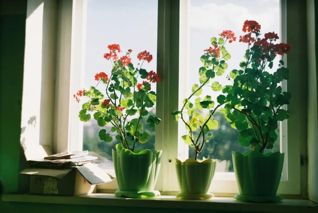 Drei grüne Pflanzen mit roten Blüten stehen auf einem Fensterbrett in grünen Keramikvasen, dahinter ein Fenster mit hellem Tageslicht.