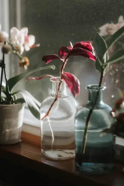 Zwei Vasen aus Glas mit Rosen und grünen Blättern stehen auf einem Fensterbrett, durch das Sonnenlicht einfällt.