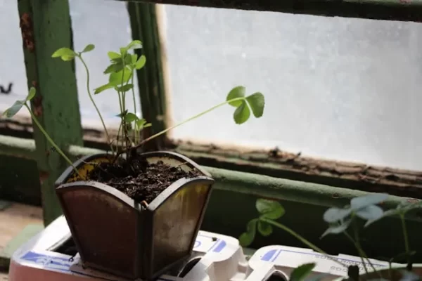 Ein kleiner Blumentopf mit einer Pflanze steht vor einem Fenster mit milchiger Scheibe, durch die etwas Licht einfällt.