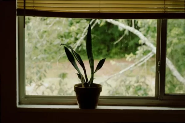 Ein einzelner Blumentopf mit einer grünen Pflanze steht auf einem Fensterbrett, im Hintergrund sieht man Bäume durch das Fenster.